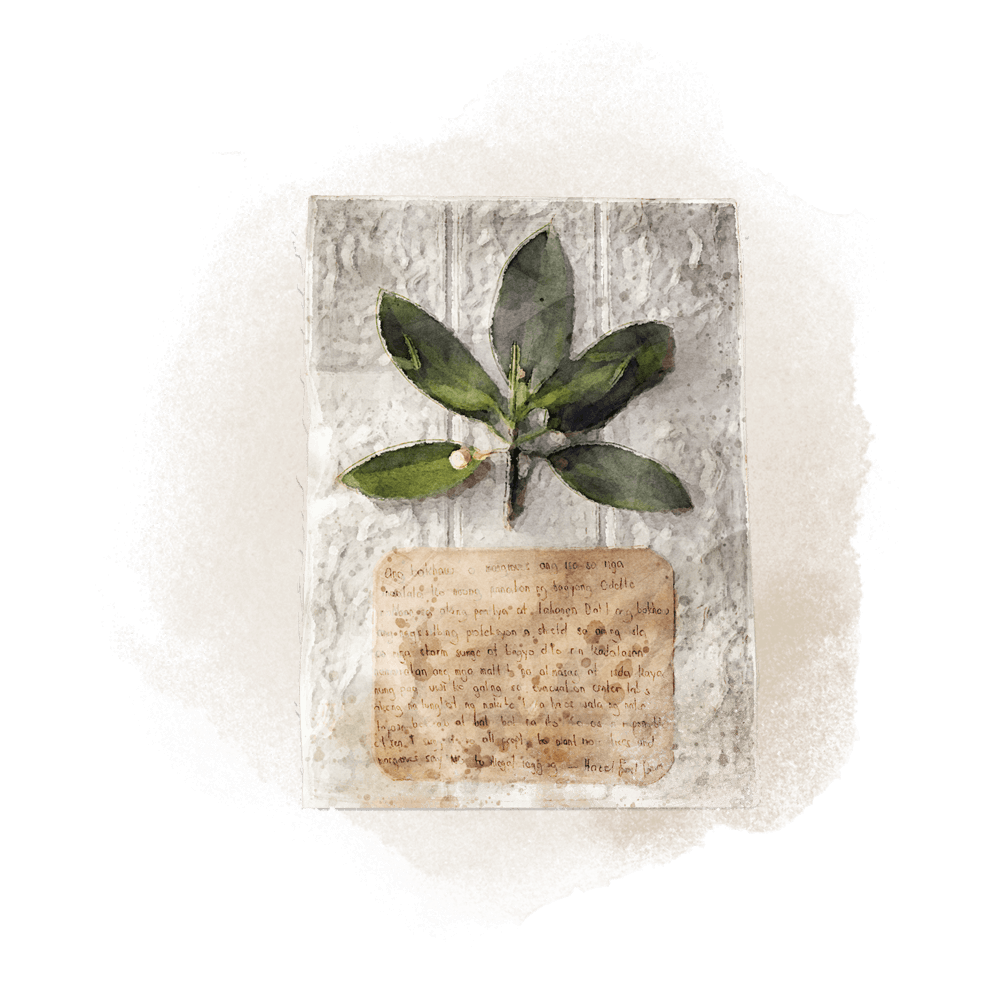 A watercolour illustration of Hazel's object of memory: a bakhaw (mangrove) stem