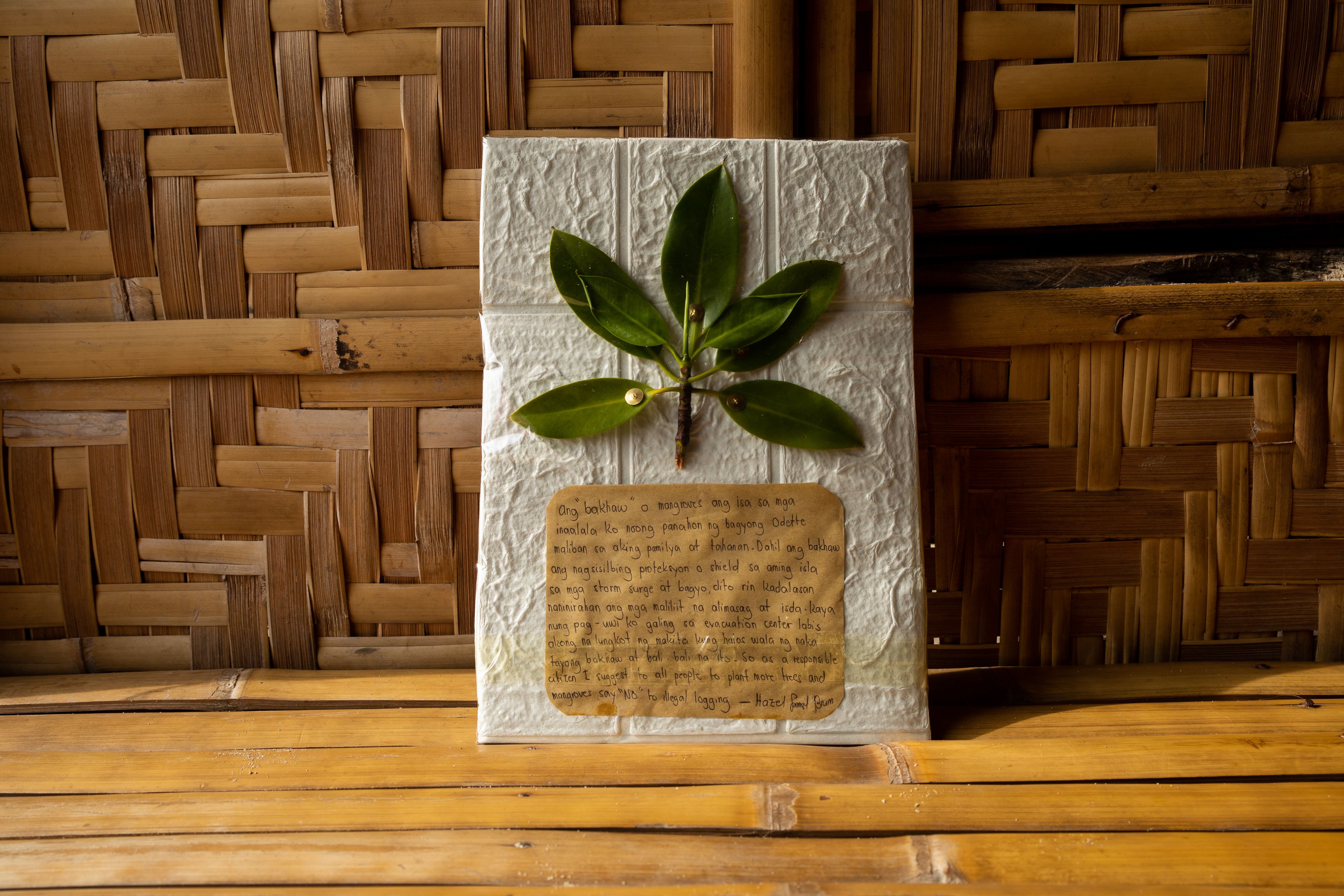 A photo of Hazel's object of memory: a bakhaw (mangrove) stem