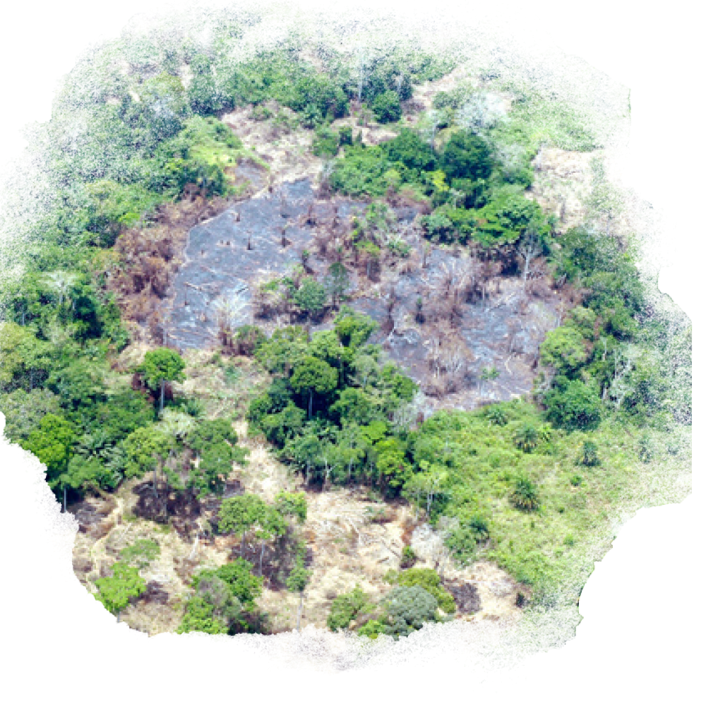 A photo of a hand holding some coffee beans