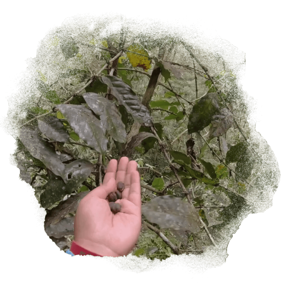 A photo of a hand holding some coffee beans