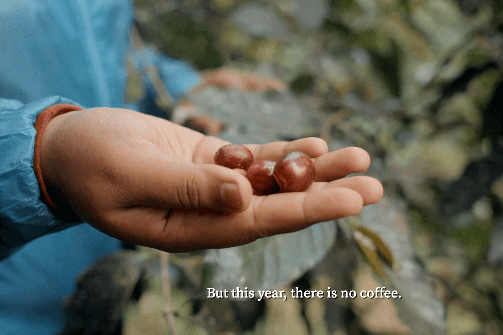 A photo of a hand holding 3 coffee beans, and a caption saying 'but this year there is no coffee'