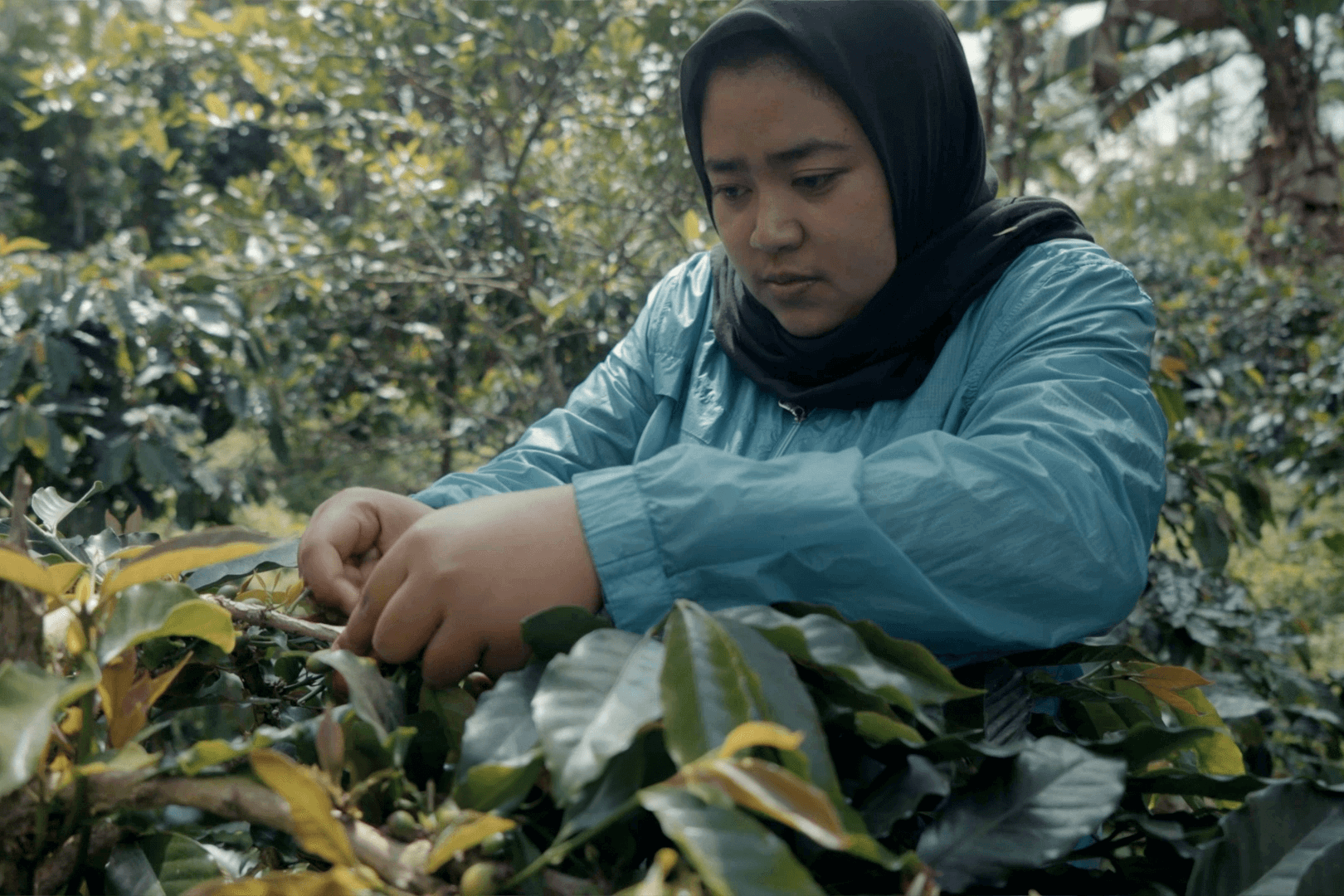 A photo of Wiwi picking coffee beans